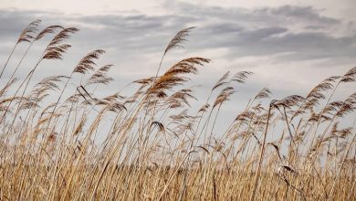 Η ζωή γεμάτη με βιοτικές μέριμνες