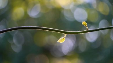 Η πραότητα είναι αρετή αγαπητή στον Θεό